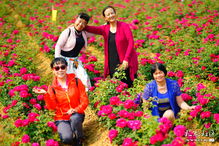 玫瑰之约 浪慢相连