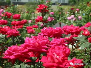 江湖天童寺北仑玫瑰园之约 5.7