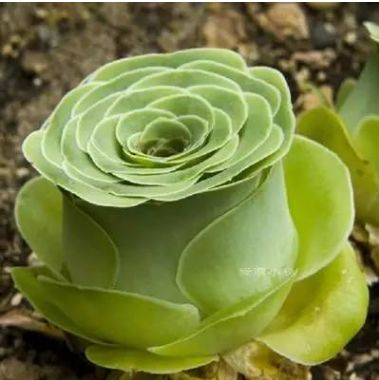 爱上多肉,就养盆精品山地玫瑰,花姿优美似玫瑰,好看好养爱爆盆