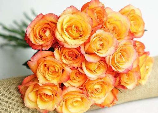 喜欢菊花,不如养盆 精品玫瑰 金辉玫瑰,似少女裙沿,惹人喜爱