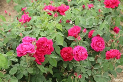 四个汉子的玫瑰之约