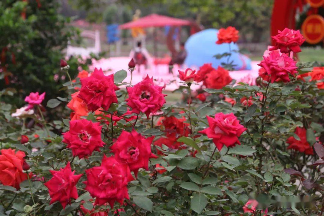 2021从化玫瑰艺术文化节开幕！快来赴一场浪漫的“玫瑰之约”