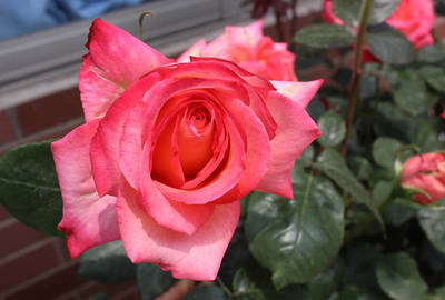 赴一场玫瑰之约 从花语到美食的浪漫旅程