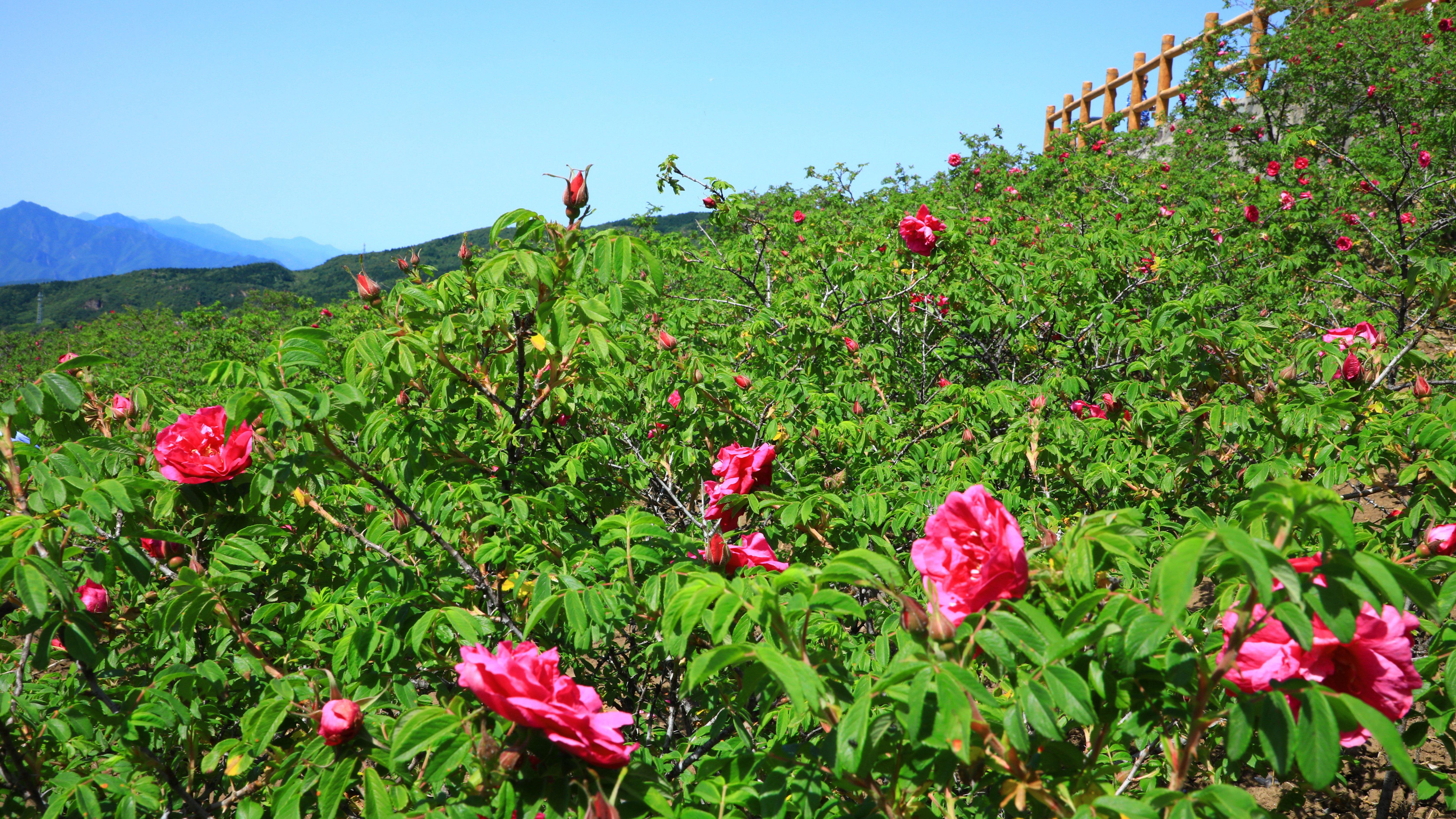 门头沟金顶妙峰山 共赴一场玫瑰之约！