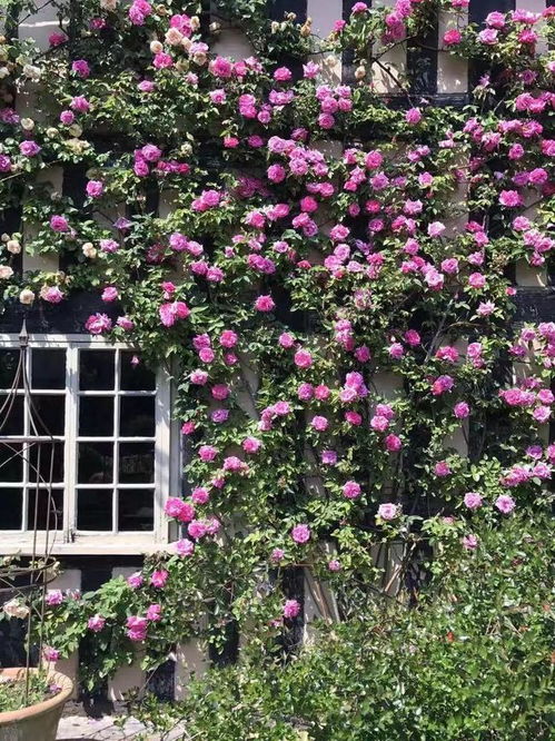 五月寻芳，赴一场浪漫的玫瑰之约