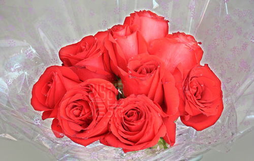 玫瑰之约 包头众锐4S店浪漫之旅即将启程