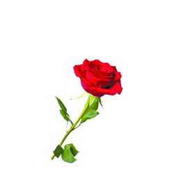 冬日暖阳，玫瑰为盟 12月单身男女的浪漫之约