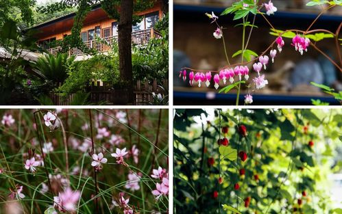 都江堰市许你一场浪漫玫瑰之约