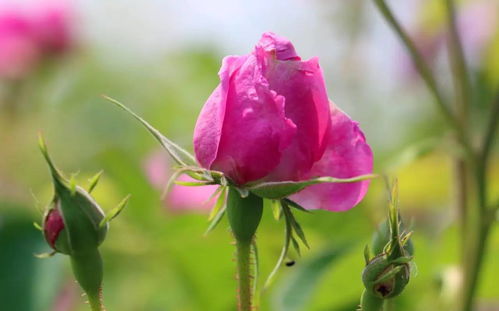 赴一场玫瑰之约 徽县伏家镇的浪漫盛宴