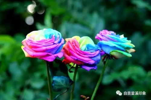 九月二十五日，七彩玫瑰之约——我在自贡玫瑰海等你