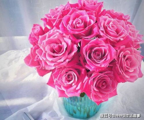 玫瑰之约 稀有月季“泰姬”的粉嫩风华