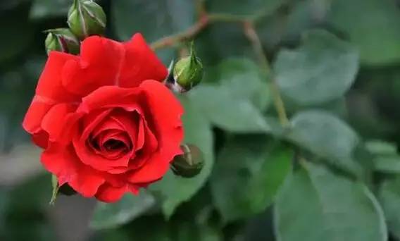 山城夏约 玫瑰与荷花的浪漫交响