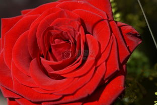 玫瑰之约 高清图片免费下载指南